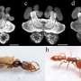 Why some young ants start hunting and caring for others early
