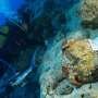 World's oldest shipwreck discovered off coast of Turkey